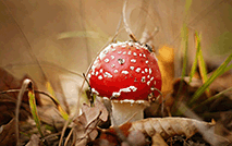 蘑菇 菌菇51898