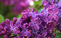 植物 紫丁香 花朵 花瓣53155