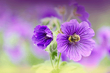 花朵 蜜蜂53262