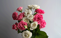 花朵 玫瑰53278