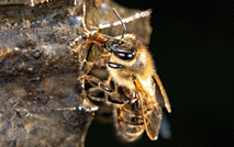 蜜蜂53319