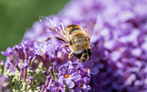 蜜蜂 昆虫 紫丁香53341
