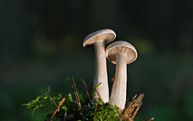 蘑菇 小蘑菇53388