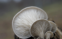 平菇 蘑菇53422