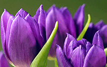 紫色 郁金香53490
