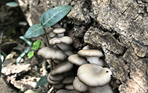 蘑菇 草菇53480