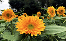 向日葵写真 花卉53496